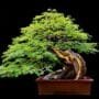 Brazilian Rain Bonsai Pithecellobium tortum