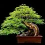 Brazilian Rain Bonsai Pithecellobium tortum