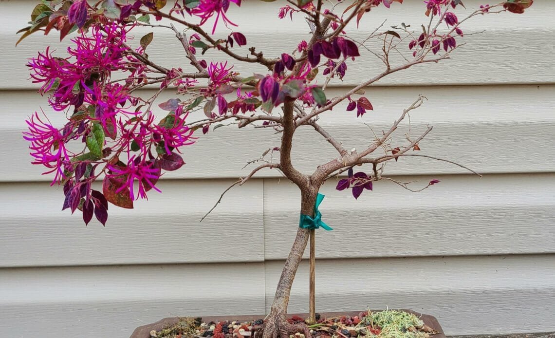 Chinese Fringe Flower Bonsai Tree Care Guide (Loropetalum chinense