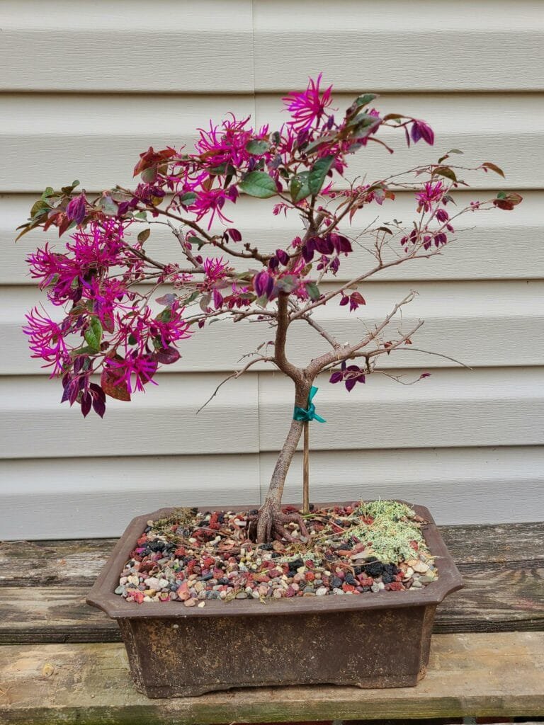 Chinese Fringe Flower Bonsai Tree Care Guide (Loropetalum chinense)