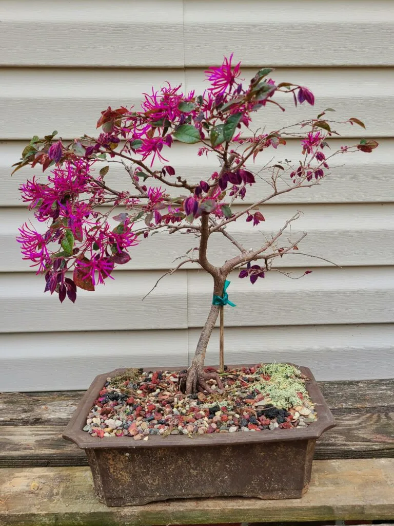 Chinese Fringe Flower Bonsai Tree Care Guide (Loropetalum chinense)