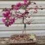 Chinese Fringe Flower Bonsai Tree Care Guide (Loropetalum chinense)