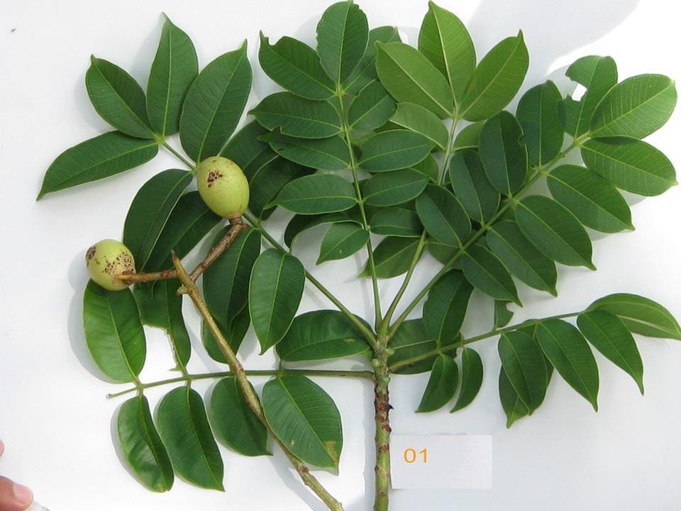 Chinese Olive Bonsai Tree Canarium album