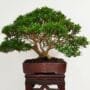 Chinese Pepper Bonsai Tree Zanthoxylum piperitum