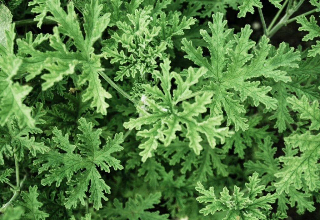 Citronella