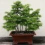 Golden Larch Bonsai Tree Pseudolarix amabilis