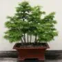 Golden Larch Bonsai Tree Pseudolarix amabilis