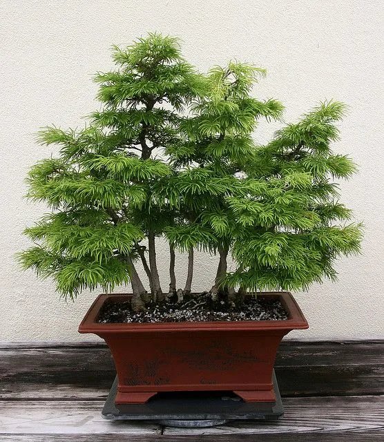 Golden Larch Bonsai Tree Care Guide (Pseudolarix amabilis) - Bonsai Tree  Gardener