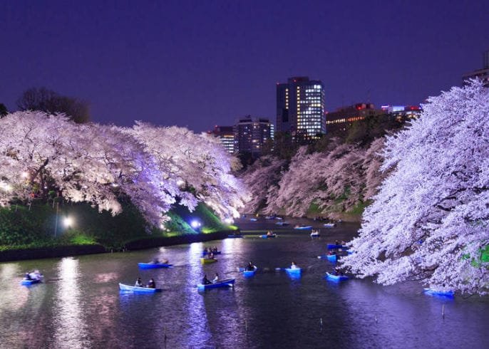 Hanami: A Helpful Guide to Appreciating the Japanese Cherry Blossom 