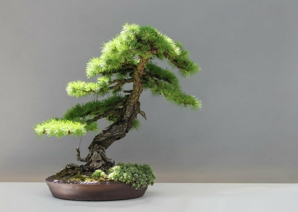 How To Keep Your Bonsai Trees Alive