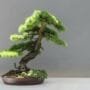 How To Keep Your Bonsai Trees Alive