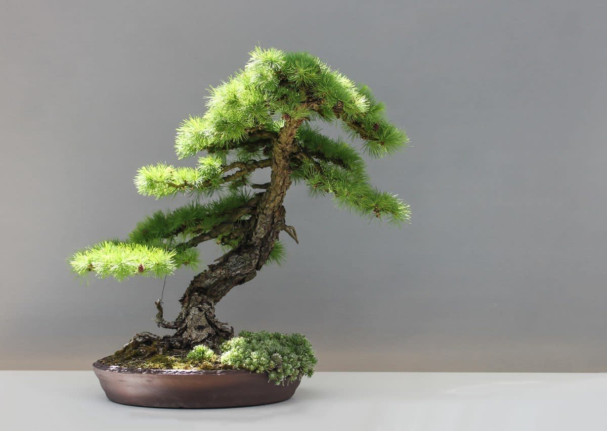 How To Keep Your Bonsai Trees Alive Bonsai Tree Gardener