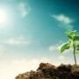 Impacts of Global Warming to Plants
