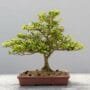 Japanese Kingsville Boxwood Bonsai Buxus microphylla