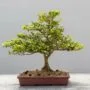 Japanese Kingsville Boxwood Bonsai Buxus microphylla