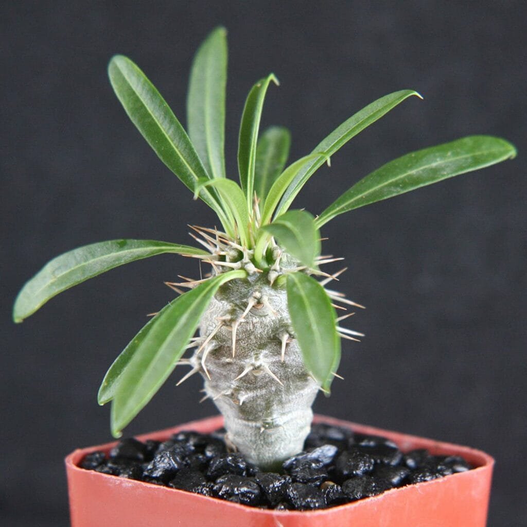 Madagascar Palm Bonsai Tree Pachypodium lamerei
