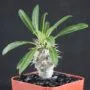 Madagascar Palm Bonsai Tree Pachypodium lamerei