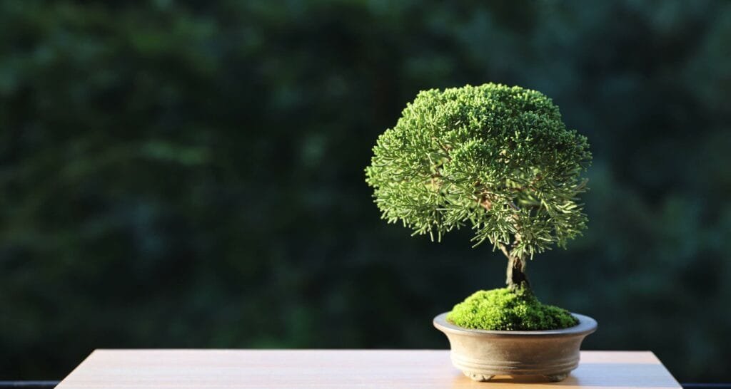 Maintaining Bonsai While on Vacation