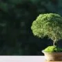 Maintaining Bonsai While on Vacation