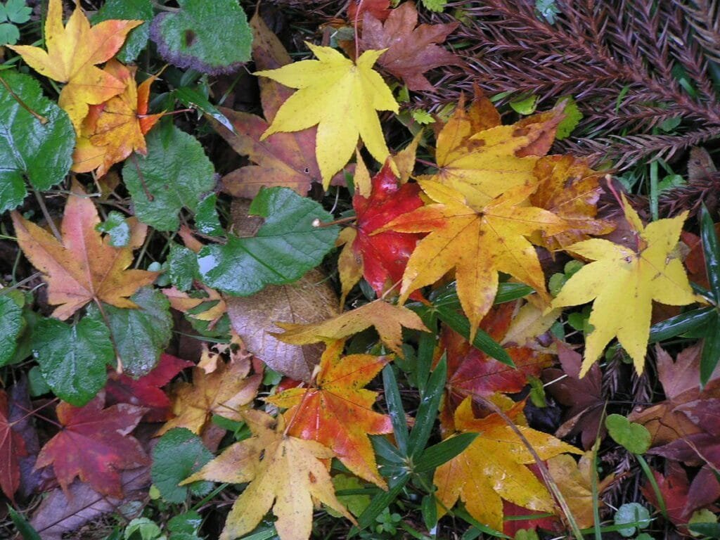 Maple Leaf Coloration