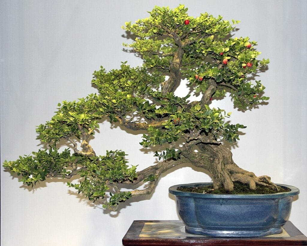 Natal Plum Bonsai Tree Care Guide (Carissa macrocarpa)