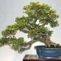 Natal Plum Bonsai Tree Care Guide (Carissa macrocarpa)
