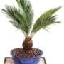 Sago Palm Bonsai Tree Cycas revoluta