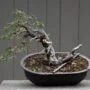 Yamadori: Collecting Wild Bonsais