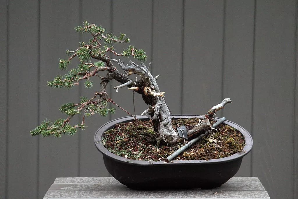 Yamadori: Collecting Wild Bonsais
