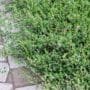 Pigweed