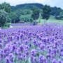Tambara Lavender Park in Gunma Prefecture