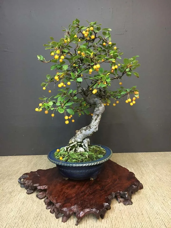 streibs findling cotoneaster bonsai Cotoneaster dammeri 'STRIEB'S FINDLING' Pre-Bonsai #2 – MiniForest main image 1