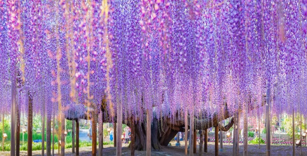 Wisteria Tree