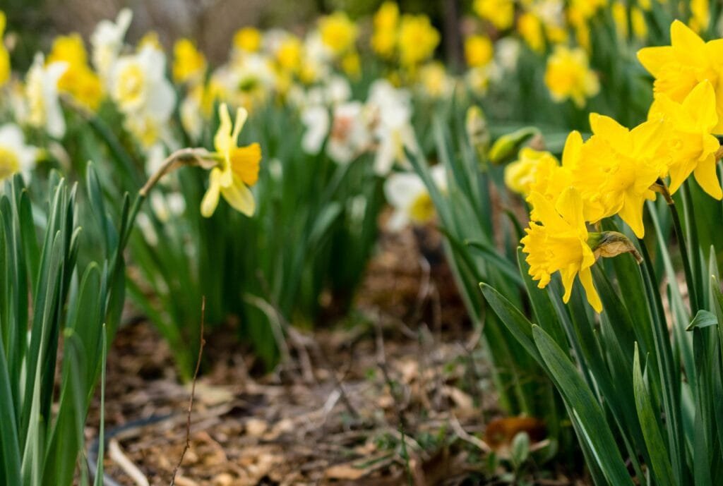 Attractive Flowers With Sweet Scents