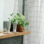 Best Bathroom Plants