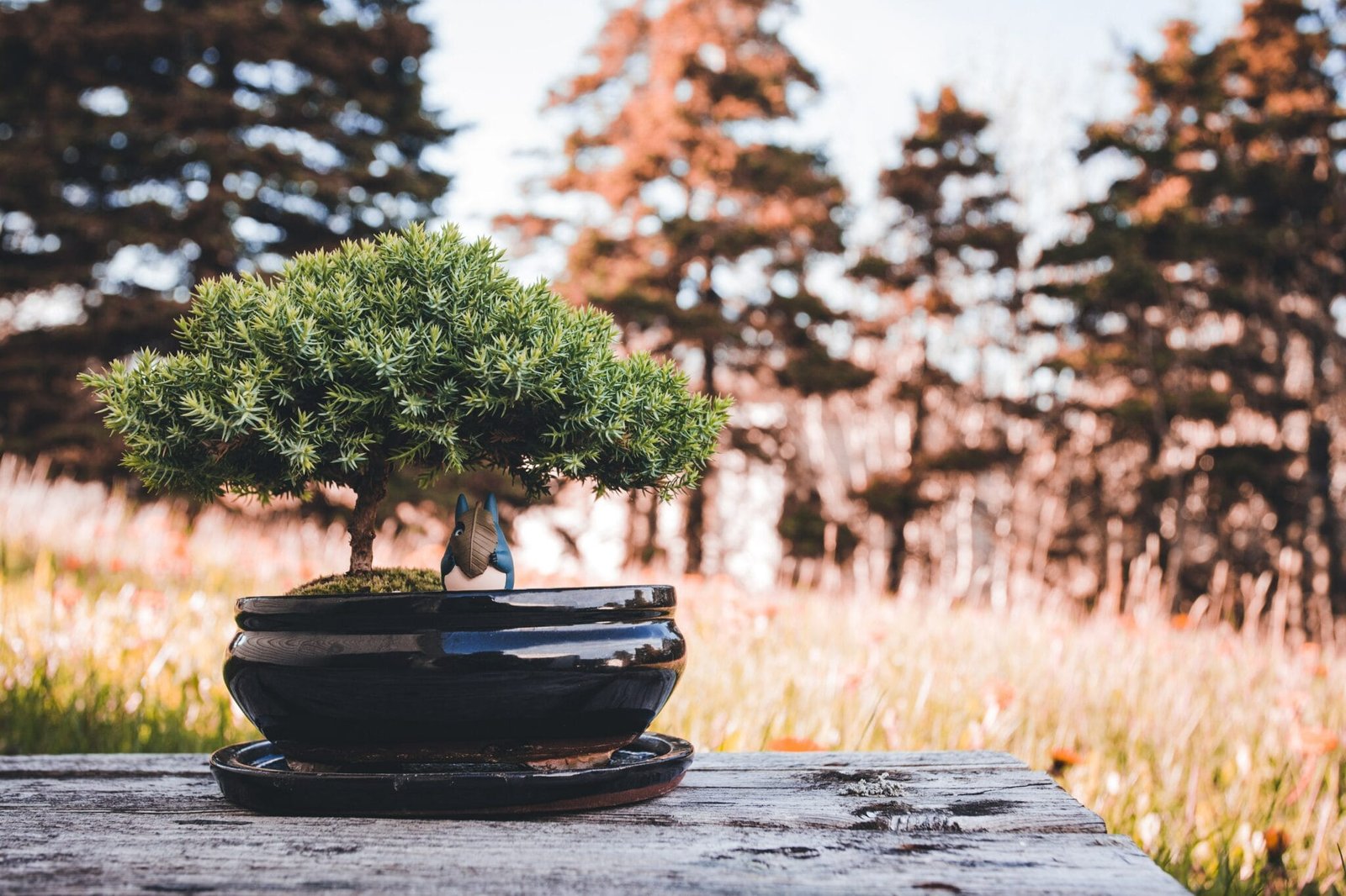 Top 10 Book Recommendations for Bonsai Lovers - Bonsai Tree Gardener