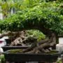 Best Bonsai Liquid Fertilizers