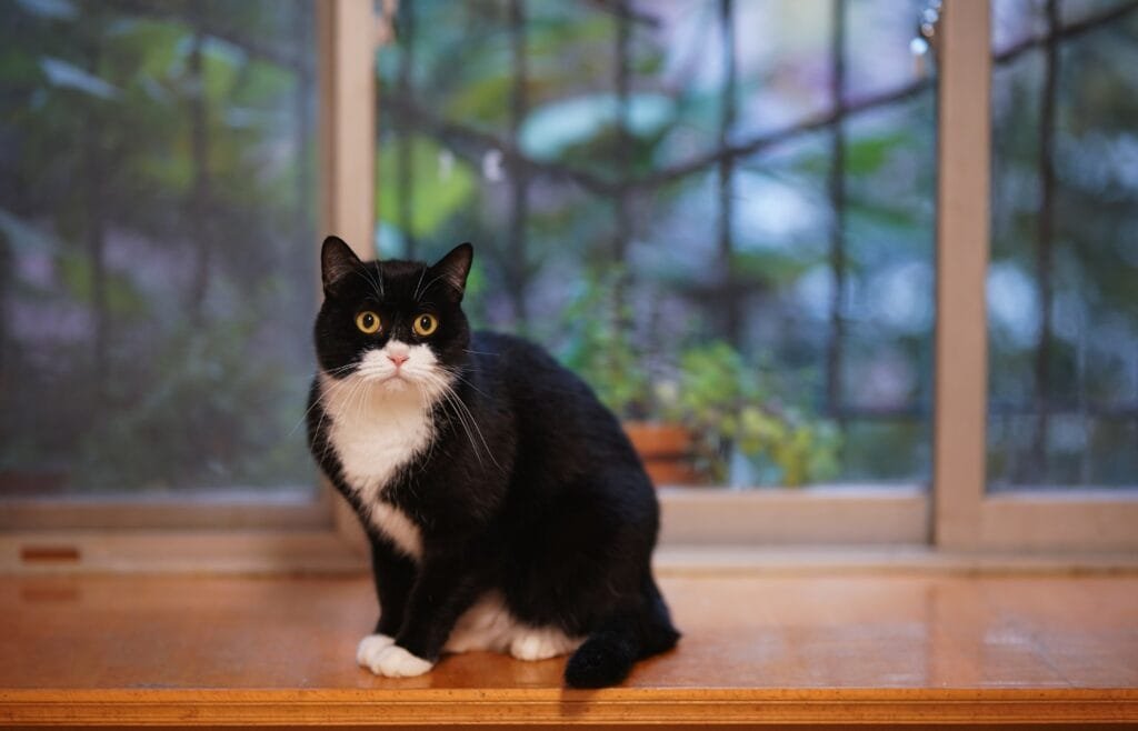 Bonsai Cat Safety