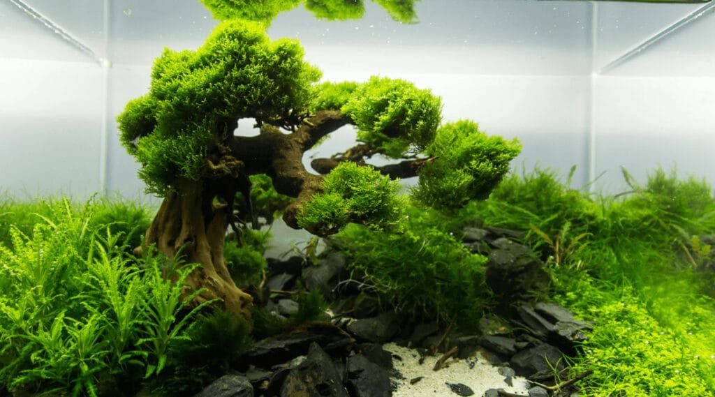 Bonsai Driftwood Aquascaping