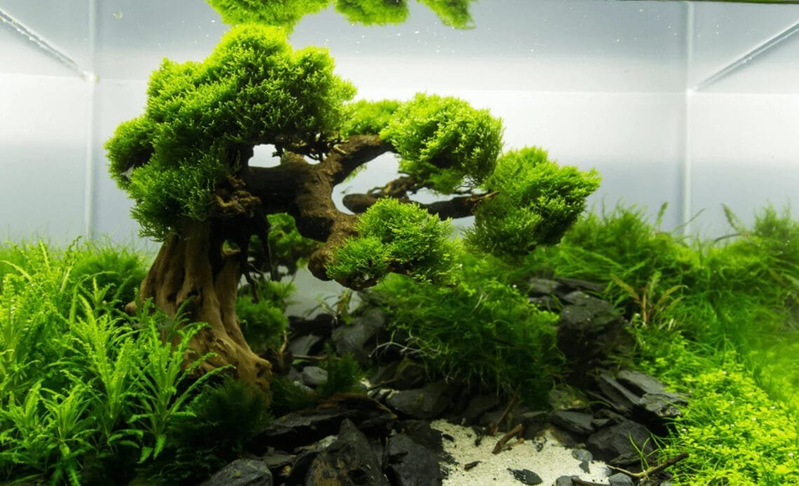 Bonsai Driftwood Aquascaping StepbyStep Guide Bonsai Tree Gardener