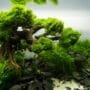 Bonsai Driftwood Aquascaping