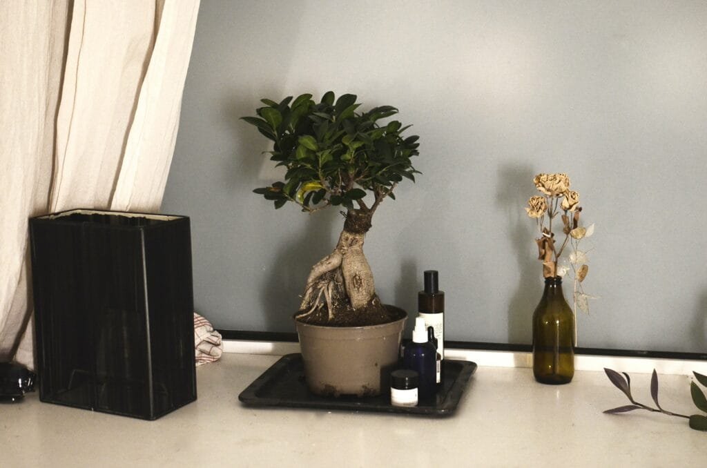Bonsai Gift Ideas