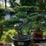 Bonsai Glossary