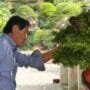 Bonsai Master Masahiko Kimura