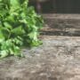 Easy To Grow Herbs