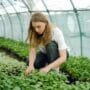 Greenhouse Gardening Conditions