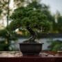 Growth In A Pandemic How The Art Of Bonsai Thrives