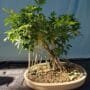Hawaiian Umbrella Bonsai Tree