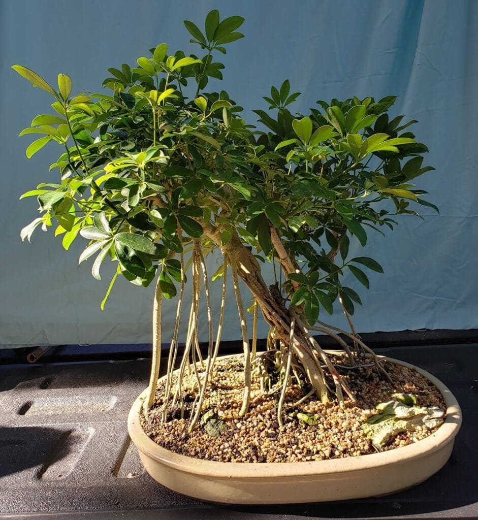 Hawaiian Umbrella Bonsai Tree