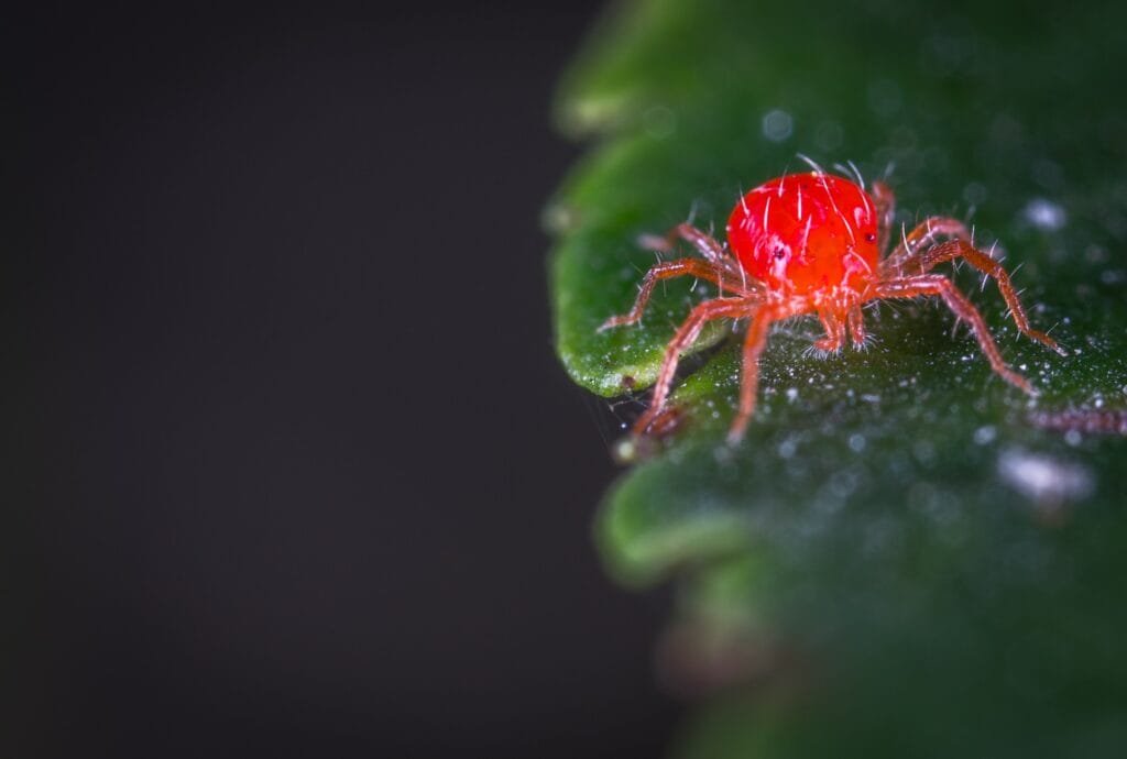 How To Deal With Spider Mites